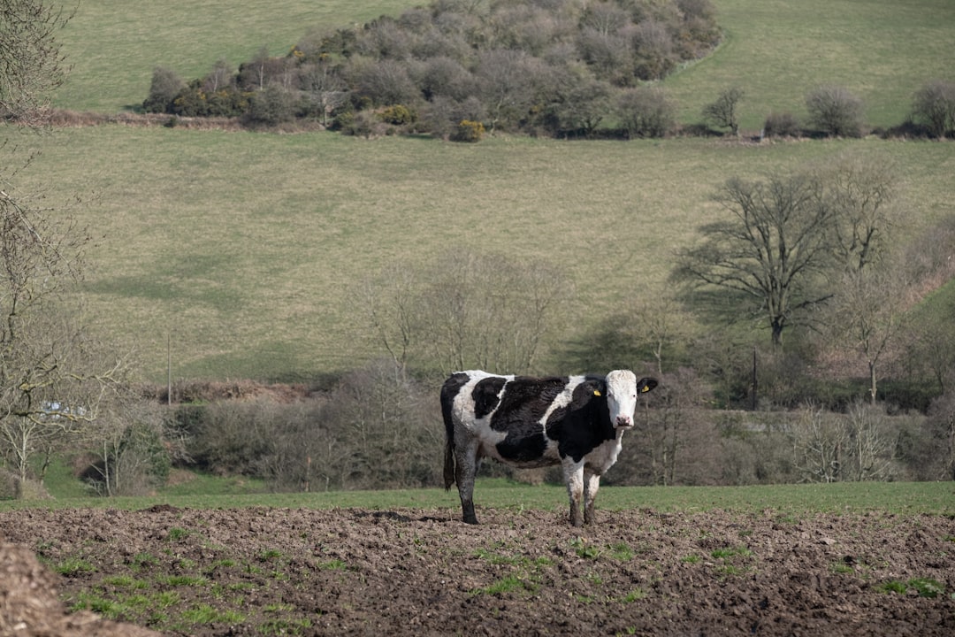 Photo black and white cow